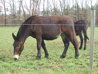 mule